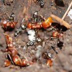 Polyergus mexicanus – Mexican Amazon Ant Queen / Colony