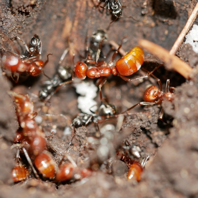 Polyergus mexicanus – Mexican Amazon Ant Queen / Colony