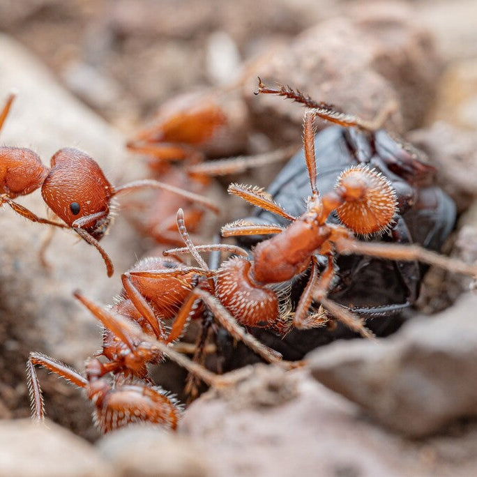 Pogonomyrmex occidentalis – Western Harvester Ant Queen / Colony