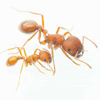 Pogonomyrmex occidentalis – Western Harvester Ant Queen / Colony