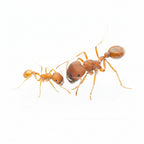 Pogonomyrmex occidentalis – Western Harvester Ant Queen / Colony