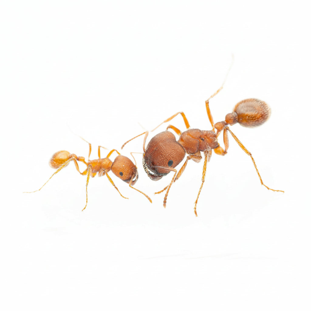 Pogonomyrmex occidentalis – Western Harvester Ant Queen / Colony