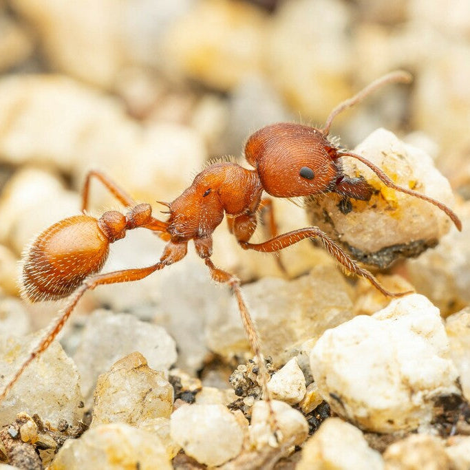 Pogonomyrmex occidentalis – Western Harvester Ant Queen / Colony