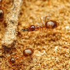 Prenolepis imparis – Winter Ant Queen / Colony