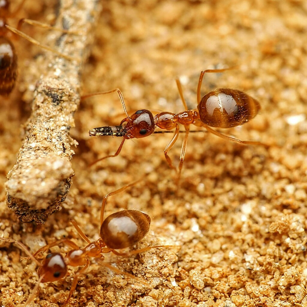 Prenolepis imparis – Winter Ant Queen / Colony