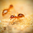 Prenolepis imparis – Winter Ant Queen / Colony