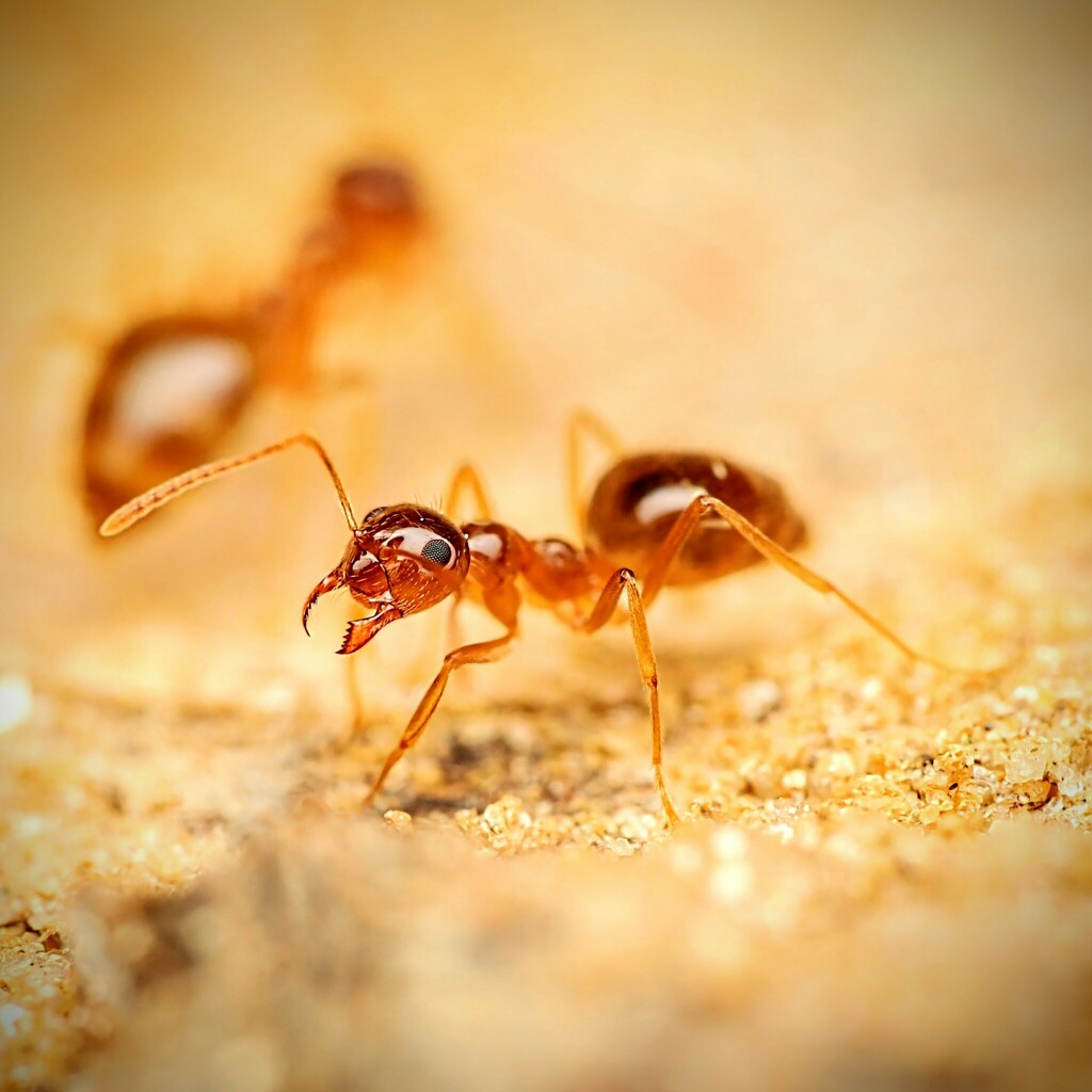 Prenolepis imparis – Winter Ant Queen / Colony