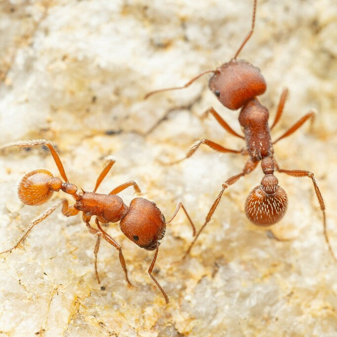 Pogonomyrmex occidentalis – Western Harvester Ant Queen / Colony