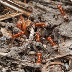 Polyergus mexicanus – Mexican Amazon Ant Queen / Colony