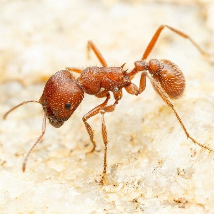Pogonomyrmex occidentalis – Western Harvester Ant Queen / Colony