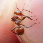 Polyergus mexicanus – Mexican Amazon Ant Queen / Colony