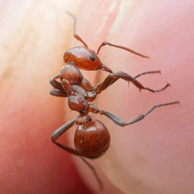Polyergus mexicanus – Mexican Amazon Ant Queen / Colony
