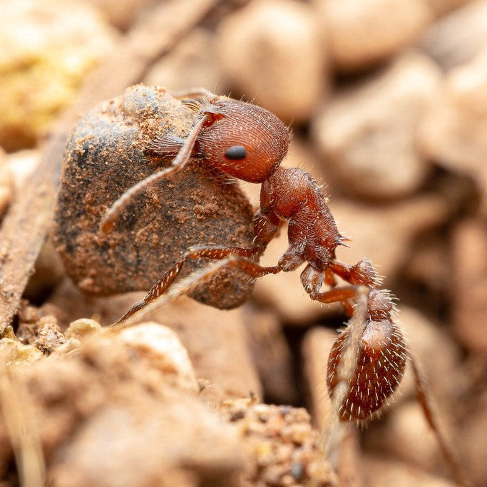 Pogonomyrmex occidentalis – Western Harvester Ant Queen / Colony