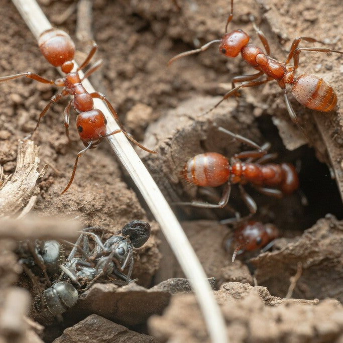Polyergus mexicanus – Mexican Amazon Ant Queen / Colony