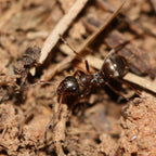 Formica montana – Prairie Mound Ant Queen / Colony