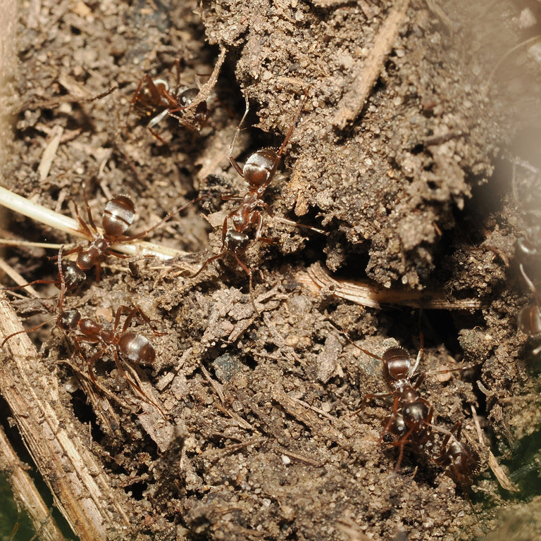 Formica montana – Prairie Mound Ant Queen / Colony