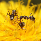 Formica montana – Prairie Mound Ant Queen / Colony