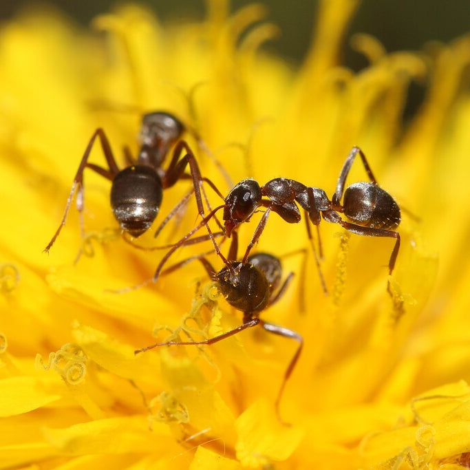 Formica montana – Prairie Mound Ant Queen / Colony