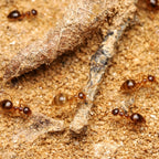 Prenolepis imparis – Winter Ant Queen / Colony