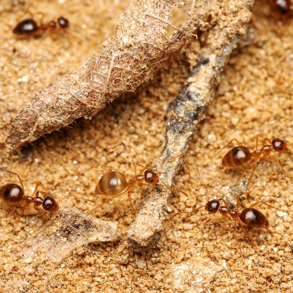 Prenolepis imparis – Winter Ant Queen / Colony