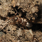 Formica montana – Prairie Mound Ant Queen / Colony