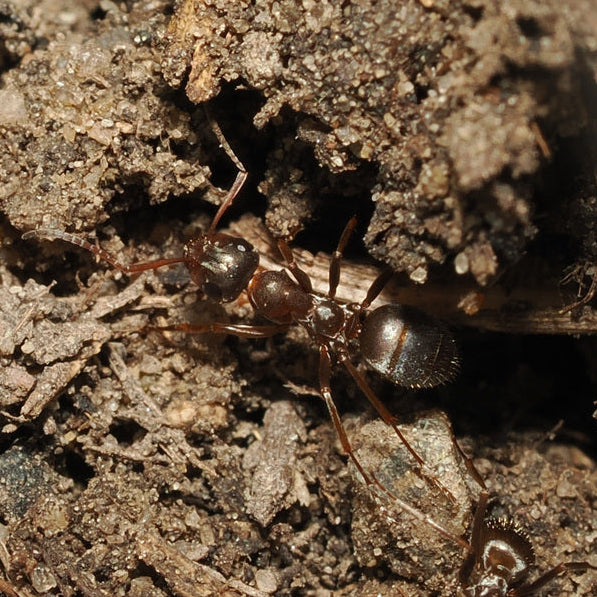 Formica montana – Prairie Mound Ant Queen / Colony