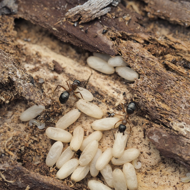 Formica neorufibarbis – Boreal Field Ant Queen / Colony