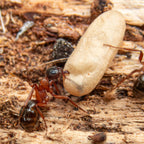 Formica neorufibarbis – Boreal Field Ant Queen / Colony