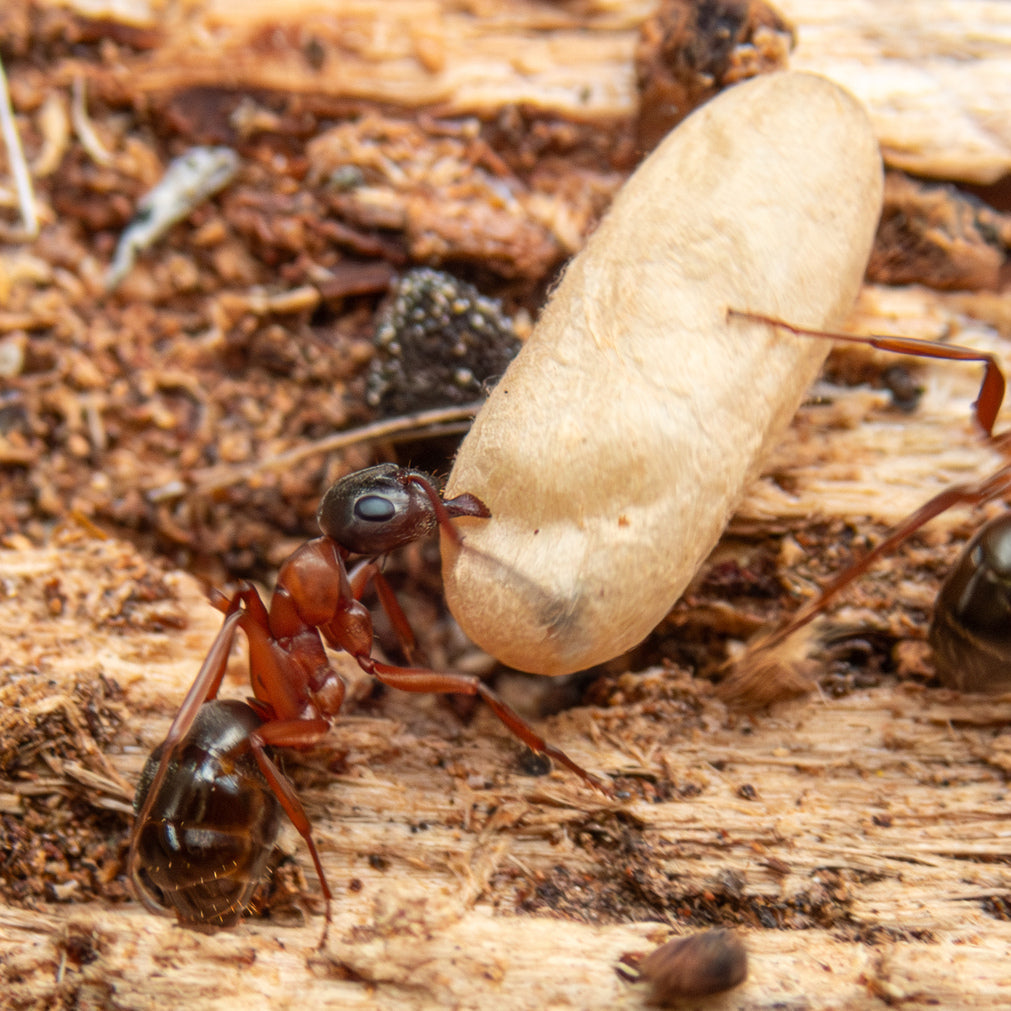 Formica neorufibarbis – Boreal Field Ant Queen / Colony