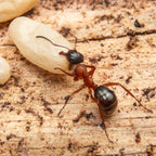 Formica neorufibarbis – Boreal Field Ant Queen / Colony