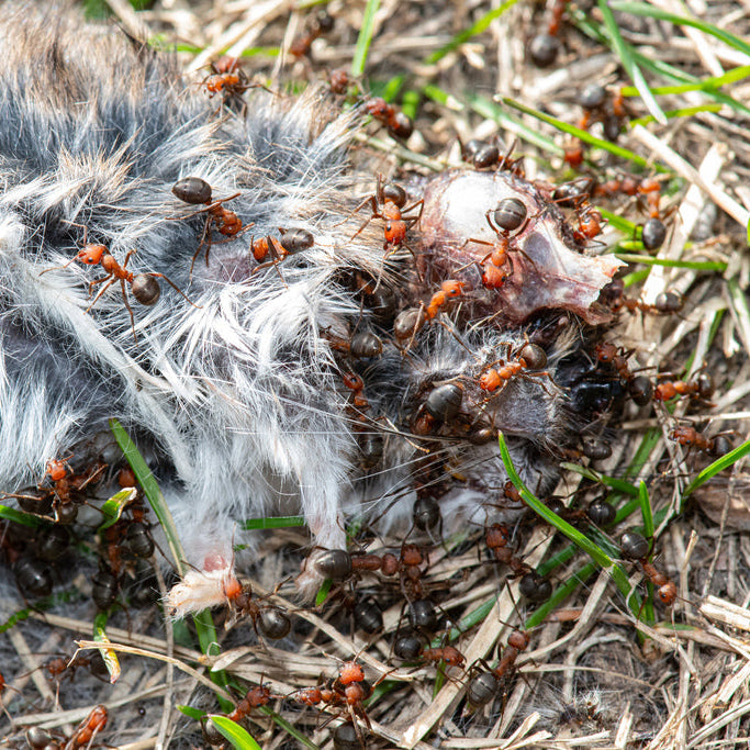 Formica obscuriventris – Shadow Wood Ant Queen / Colony