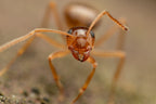 Prenolepis imparis – Winter Ant Queen / Colony