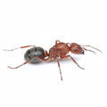 Formica pergandei – Pergande's Amazon Ant Queen / Colony