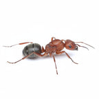 Formica pergandei – Pergande's Amazon Ant Queen / Colony