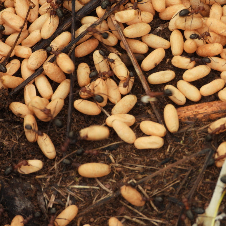 Formica ulkei – Ulke's Mound Ant Queen / Colony