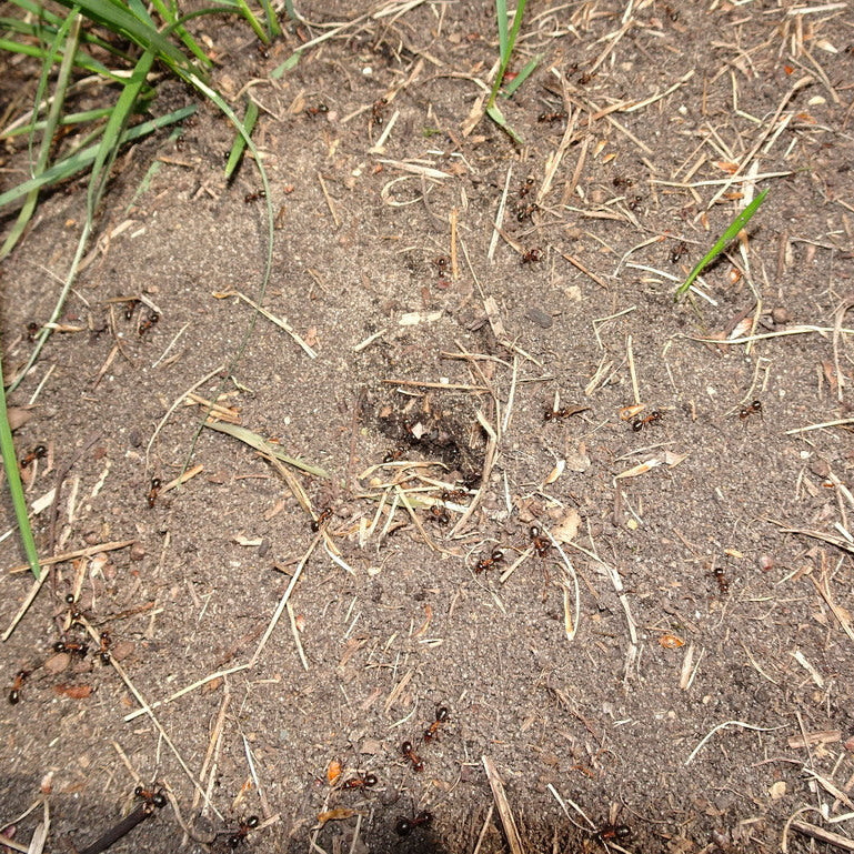 Formica ulkei – Ulke's Mound Ant Queen / Colony