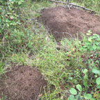 Formica ulkei – Ulke's Mound Ant Queen / Colony