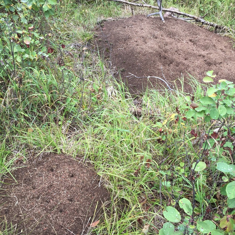 Formica ulkei – Ulke's Mound Ant Queen / Colony