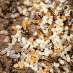 Tetramorium immigrans – Pavement Ant Queen / Colony