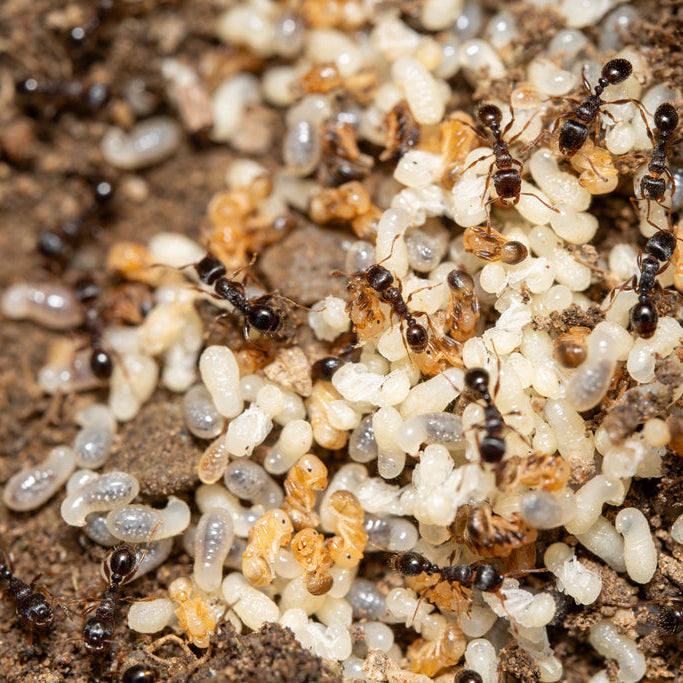 Tetramorium immigrans – Pavement Ant Queen / Colony