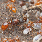 Myrmica rubra – European Fire Ant Queen / Colony