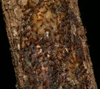 Prenolepis imparis – Winter Ant Queen / Colony