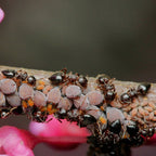 Crematogaster lineolata – Polycolonial Acrobat Ant Queen / Colony