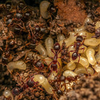 Tetramorium immigrans – Pavement Ant Queen / Colony