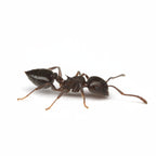 Crematogaster lineolata – Polycolonial Acrobat Ant Queen / Colony