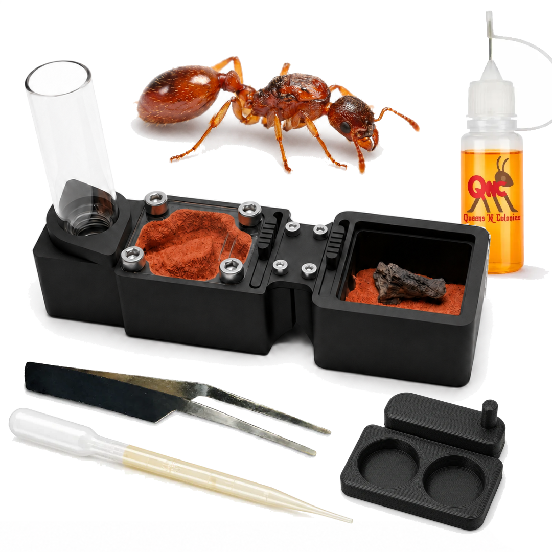 Red Fire Ants Starter Kit | Live Myrmica Rubra Ant Colony Growth Kit