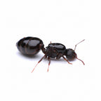 Crematogaster lineolata – Polycolonial Acrobat Ant Queen / Colony