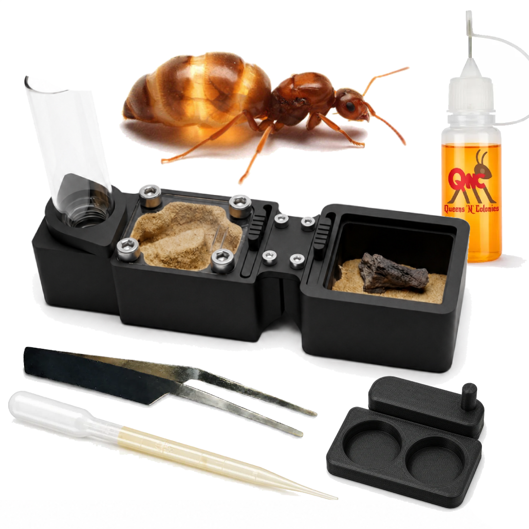 False Honeypot Ants Starter Kit | Live Prenolepis Imparis Ant Colony Growth Kit