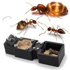 False Honeypot Ants Starter Kit | Live Prenolepis Imparis Ant Colony Growth Kit
