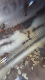 Formica adamsi – Adams' Formica Queen / Colony